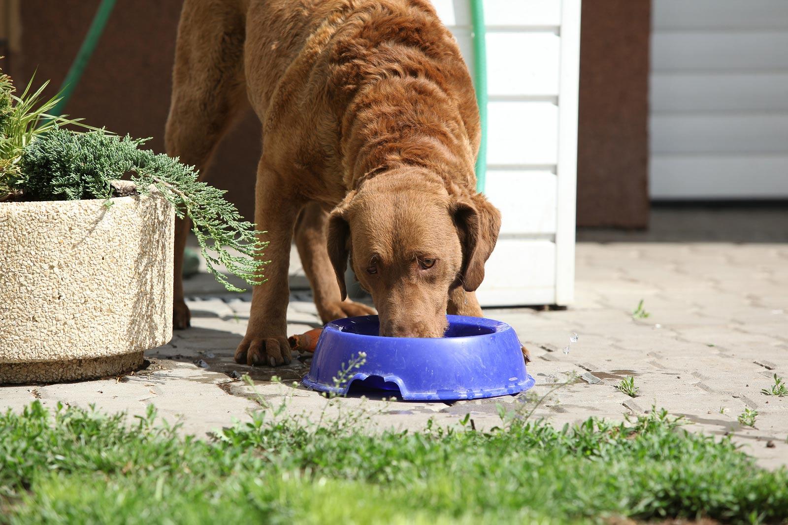 Chien brun mangeant dans une gamelle bleue dans une cour.