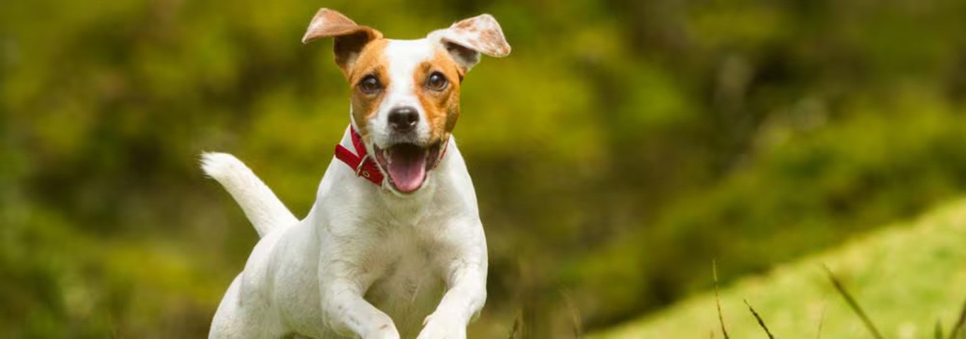 Photo of a Le Jack Russell Terrier dog