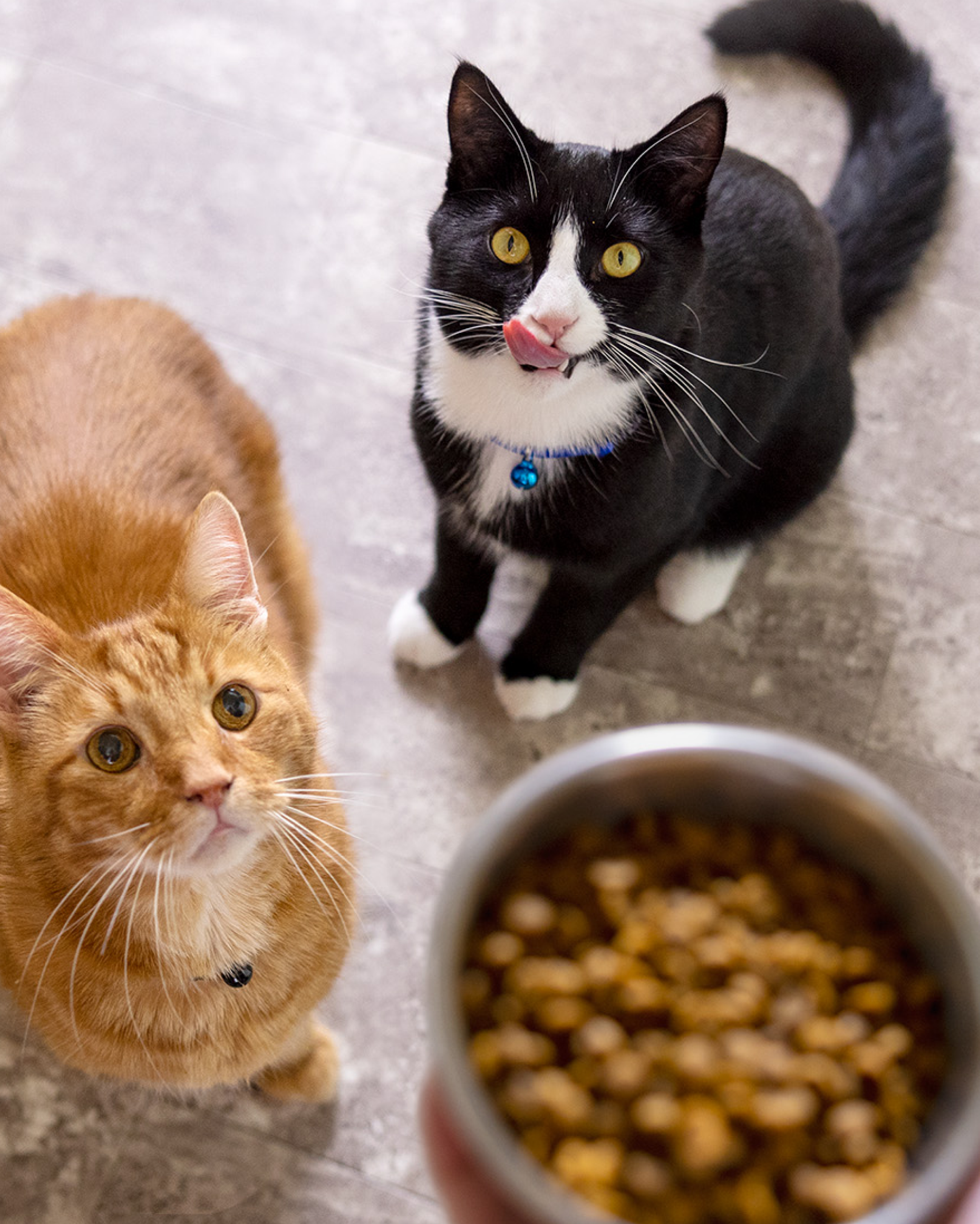 An orange cat and a black and white cat look up at a bowl of food