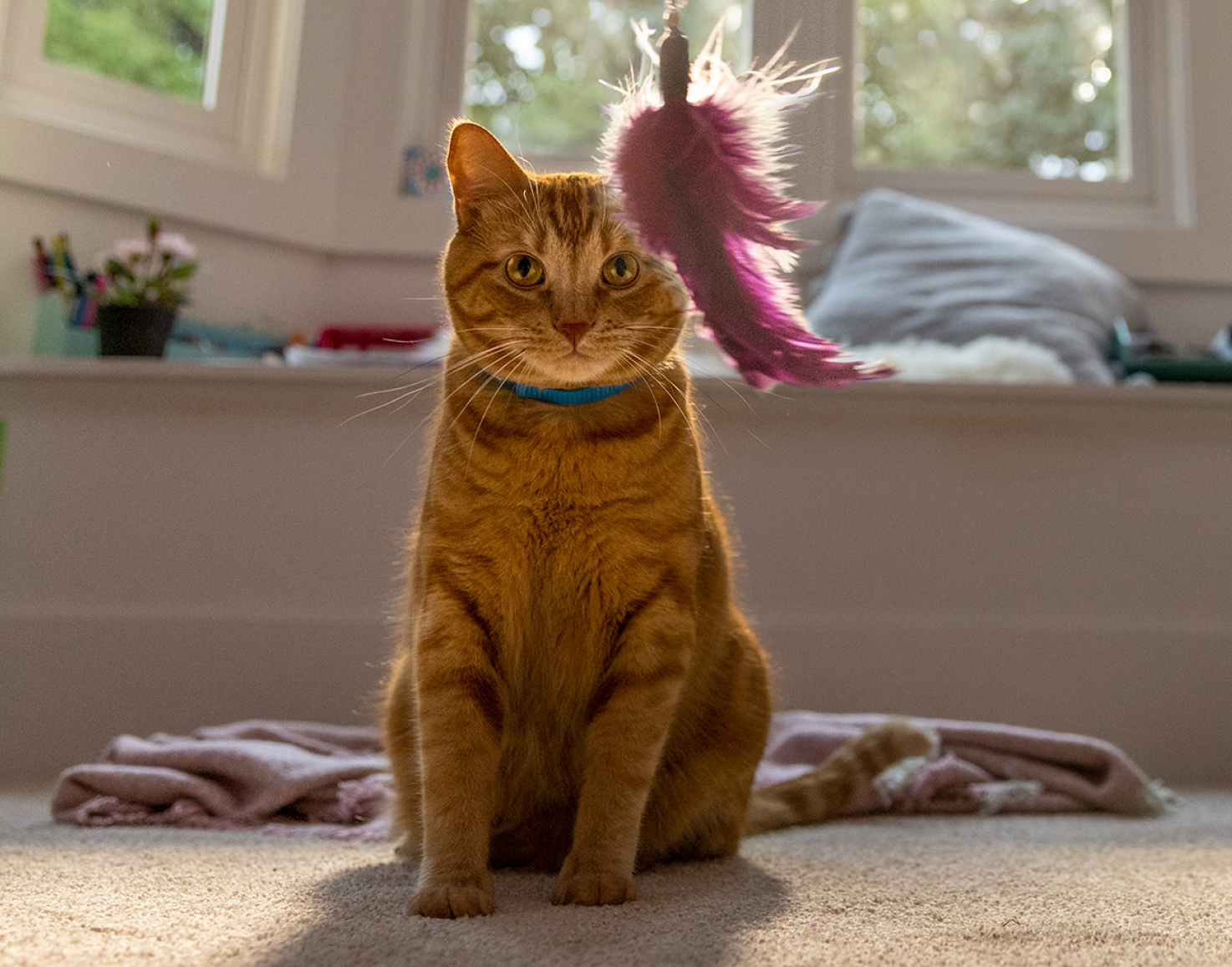 Un chat regardant un jouet suspendu