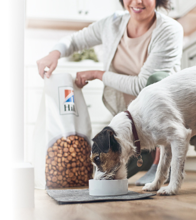 Chien mangeant Hill's