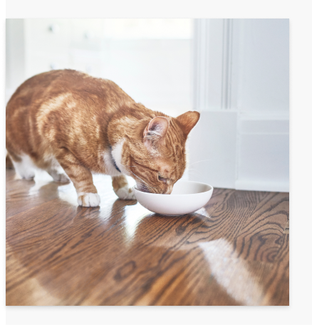 Un chat en train de manger sa nourriture Hill's