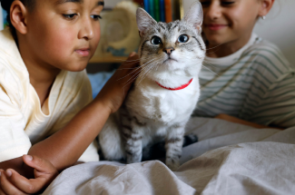 Des enfants caressant un chat
