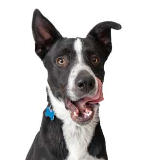 chien se léchant les lèvres