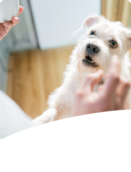 Chien attendant une friandise.