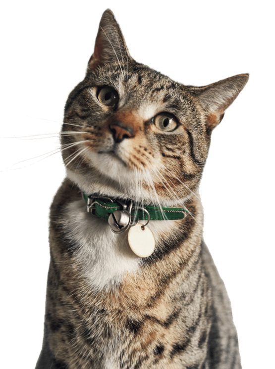 Chat regardant autour de lui