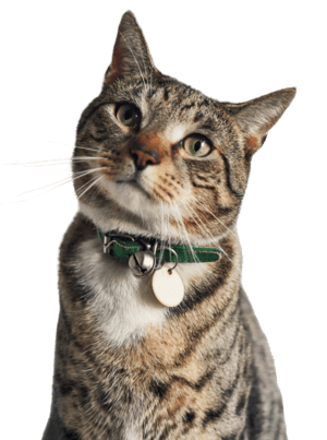 Chat regardant autour de lui