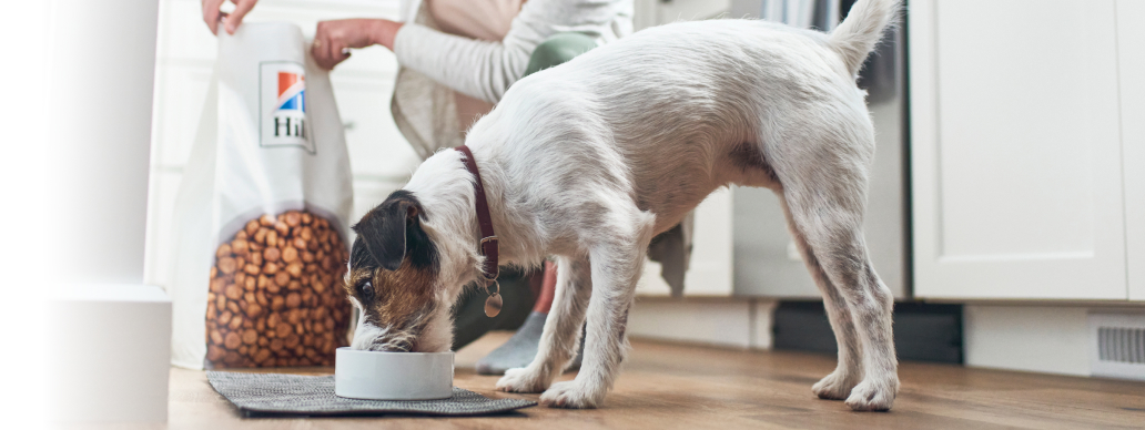 A dog eating Hill's food