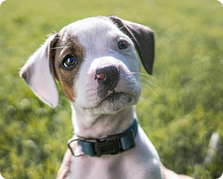 A puppy with a collar