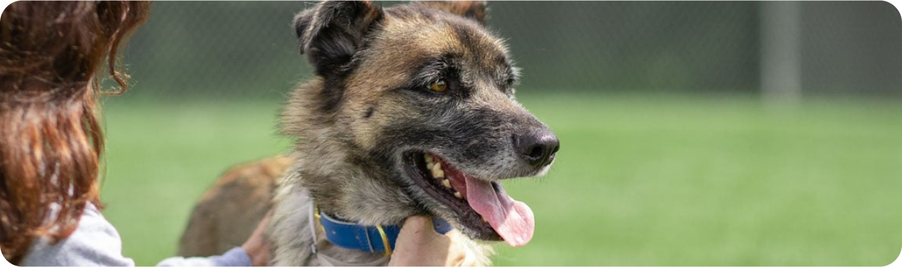 Femme caressant un chient