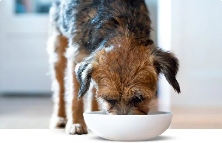 dog in kitchen eating out of a bowl