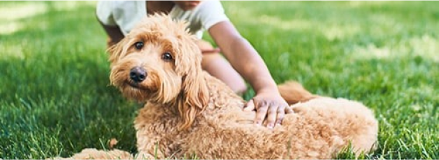 Photo of boy petting dog in the grass