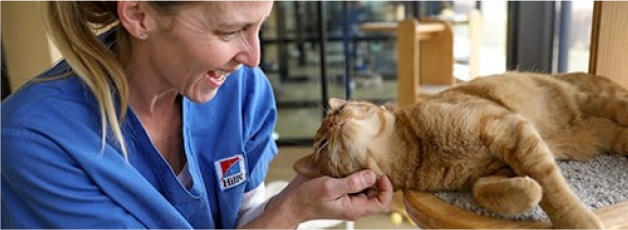 Photo of woman petting cat indoors