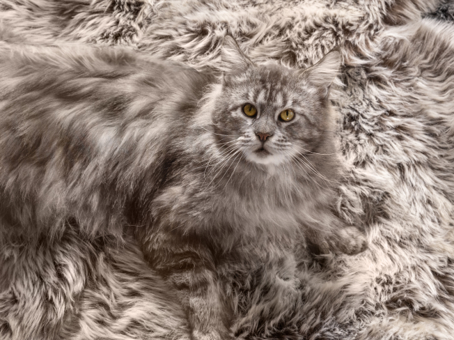 A grey cat sits on a matching grey color carpet