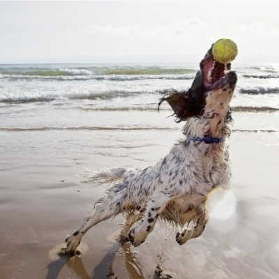 Dog at the beach